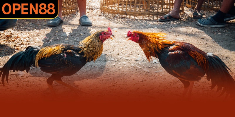 Thời gian nghỉ giữa các hiệp giúp chiến kê hồi sức