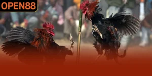 Đá Gà Chọi OPEN88 - Giải Trí Gắn Liền Văn Hóa Dân Gian